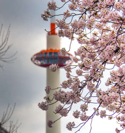 Kyoto tower with cherry blossoms in Japan.の写真素材