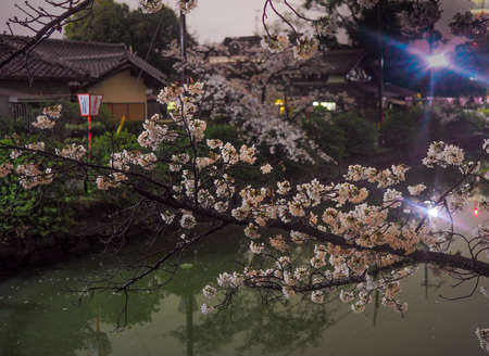 Japanese Cherry Blossoms in front of castle moat and walls at night.のeditorial素材