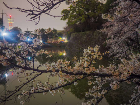 Japanese Cherry Blossoms in front of  walls at night.の写真素材