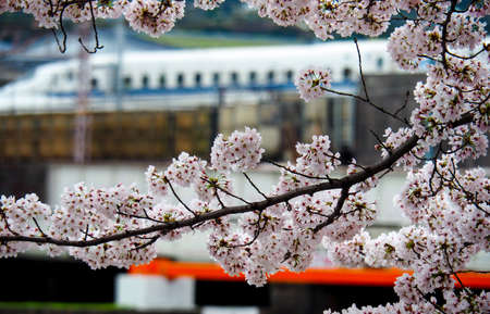 Shinkansen or Bullet Train passing blooming cherry blossoms in Japan.のeditorial素材