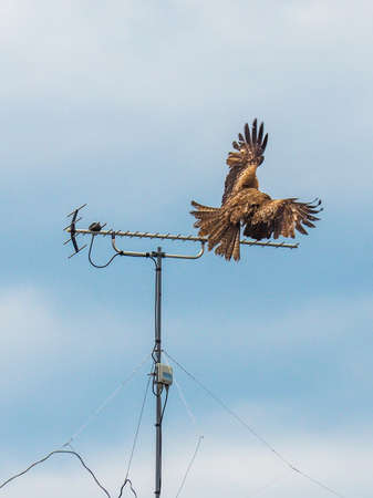 Black Kite (Milvus migrans) with wings spread landing on TV Antennaの写真素材