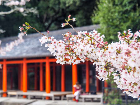 Cherry blossoms infront of traditional Japanese Temple in Nara Japanの写真素材