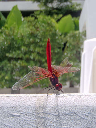 Red-veined dropwing Dragonfly Trithemis arteriosa is a species of dragonflyの写真素材