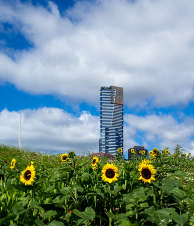 AUSTRALIA, MELBOURNE - JANUARY 16, 2015: Sunflowers in front of the Eureka Tower  on sunny day.のeditorial素材
