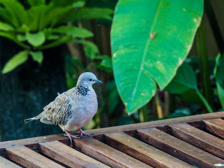 Spotted Dove Bird in rainforrest of Bali, Indonesiaの写真素材