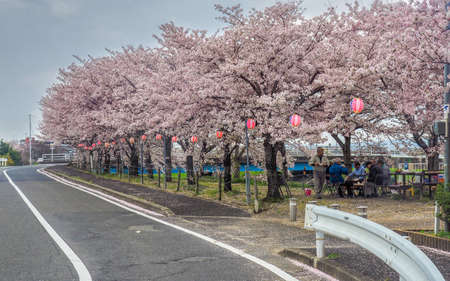 JAPAN, NARA - APRIL 12, 2017: Row of Cherry Blossom trees along the road sideのeditorial素材