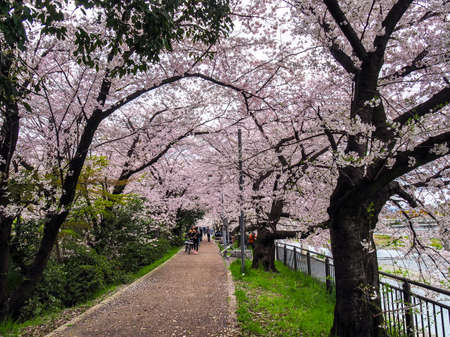 JAPAN, KYOTO - APRIL 9, 2017: Full bloom cherry blossoms besides the Kamo river in Kyoto, Japanのeditorial素材