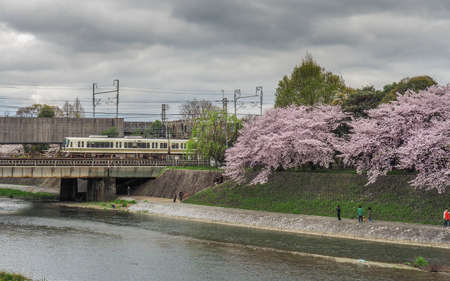 JAPAN, KYOTO - APRIL 9, 2017: Full bloom cherry blossoms by the banks of Kamo River in Kyoto, Japanのeditorial素材