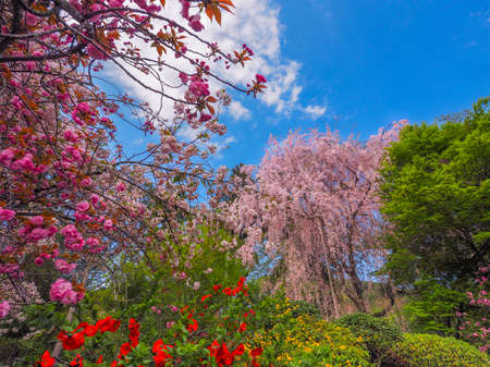 Japanese Garden with fully blossomed Weeping Cherry treeの写真素材