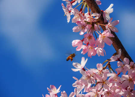 Honey Bee flying around fully bloomed pink Cherry Blossomの写真素材