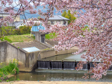 Cherry blossoms by the water with a waterfall in the backgroundの写真素材