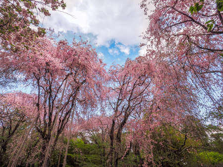 Japanese Garden with fully blossomed Weeping Cherry treeの写真素材