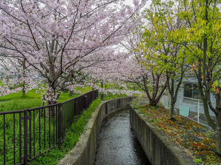 Cherry Blossoms by the side of narrow canalの写真素材