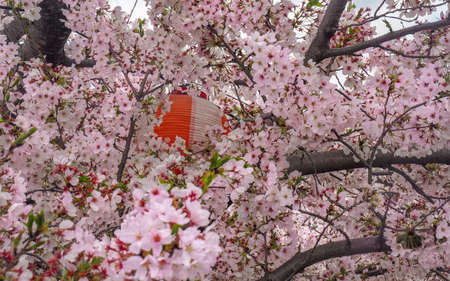 Colorful paper lantern decorated for a traditional Japanese cherry blossom celebration hanamiの写真素材