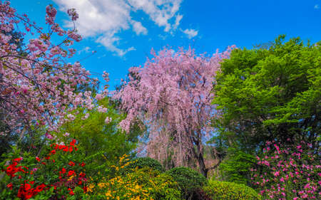 Japanese Garden with fully blossomed Weeping Cherry treeの写真素材