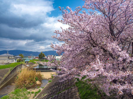 Cherry Blossoms with a Cloudy sky backgroundの写真素材