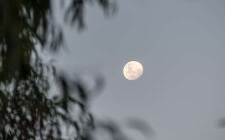 Tree leaves flutter in foreground of a full rising moonの写真素材