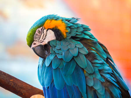 Close up of a beautiful blue and yellow macaw parrot birdの写真素材