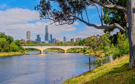 A scenic landscape photograph taken from a grassy riverbank, looking down the Yarra River towards the Melbourne CBD skyline. A historic arched bridge crosses the water in the midground, and a large tree branch frames the upper right of the frame on a sunny day.の写真素材