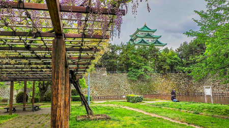 NAGOYA, JAPAN - 28 APRIL, 2019: A view of the reconstructed Main Keep of Nagoya Castle framed by spring wisteria flowers and green foliage. The historic castle is a famous landmark in Aichi Prefecture.のeditorial素材