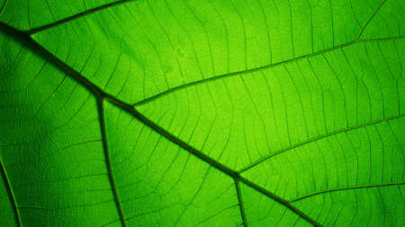 Green tropical leaf with interior texture