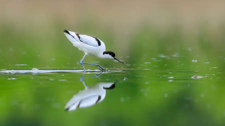 Close-up photo of a rare wader with a long thin beak curved upwards. Critically endangered species in natural environment. Czech Republic. Pied Avocet, Recurvirostra avosetta.の写真素材