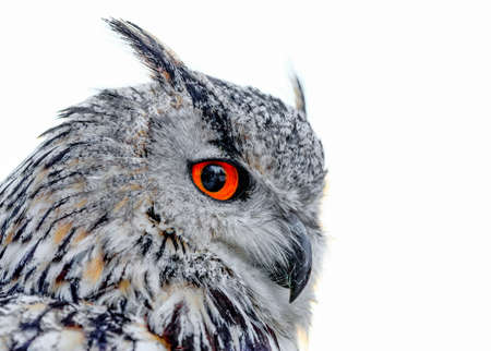 A huge, strong, blonde owl with huge orange eyes flying directly to the photographer on a white snowy trees background. Eurasian Eagle Owl, Bubo bubo sibiricusの写真素材