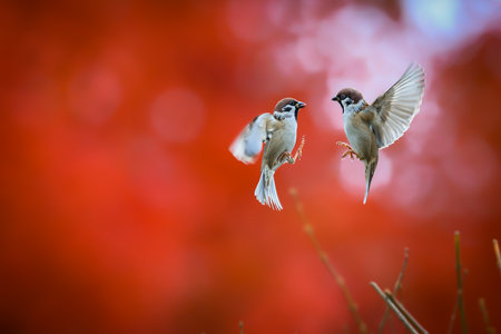 A moody autumn photo of two dancing sparrows against a red maple tree background. Tree Sparrow, Passer montanus, Red Maple, Acer rubrumの写真素材