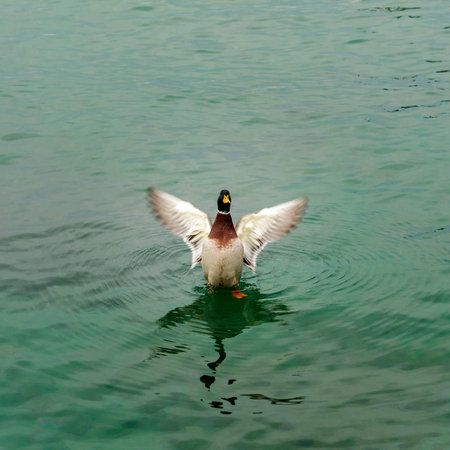 Wild duck of Lake Garda in winter. Low temperatures make them slow and quieter.の写真素材