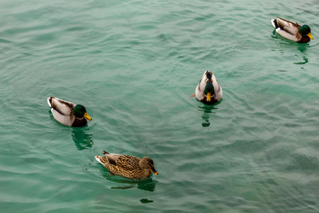 Wild duck of Lake Garda in winter. Low temperatures make them slow and quieter.の写真素材