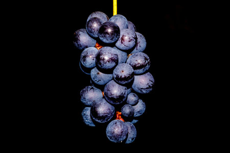 Grapes from the Bardolino wine vineyards on the hills of Lake Garda. This grape has remained on the...