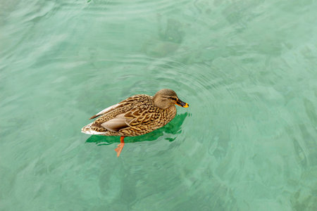 Wild duck of Lake Garda in winter. Low temperatures make them slow and quieter.の写真素材