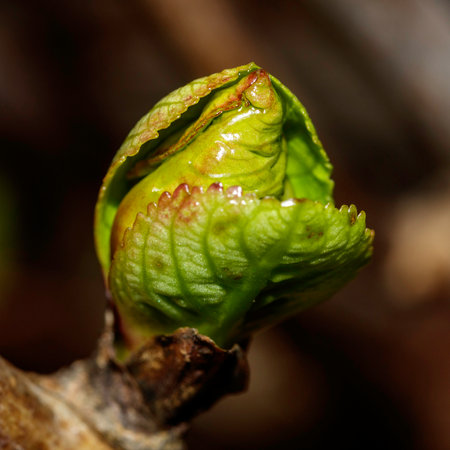 Bud of a plant that is growing in late winter.
