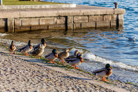 Ducks in winter seeking the warmth of the sun.の写真素材