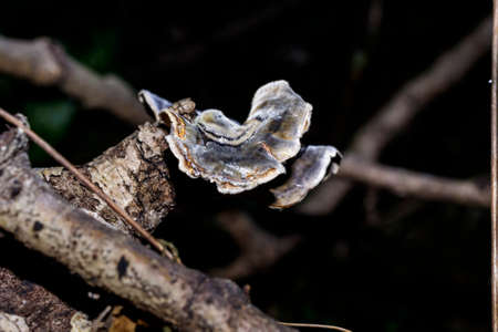 A mushroom on a branch.の写真素材