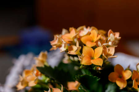 Ornamental orange flowers.の写真素材