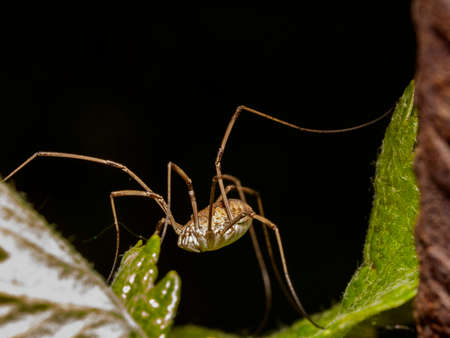 Macro of a small spider