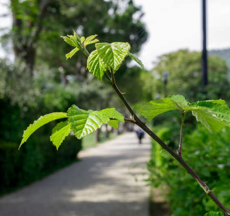 Branch of a plant with thorns