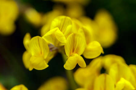 yellow mountain flower