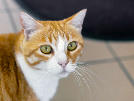 Portrait of a gold colored cat