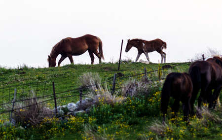 A horse following its mother
