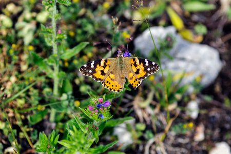 The Vanessa cardui
