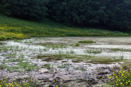 Puddle for watering cattle