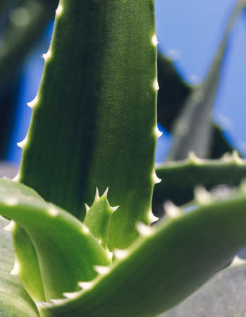 Details of an aloe arborescensの写真素材