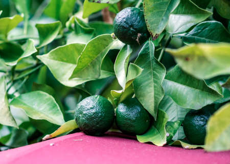 Small still green oranges