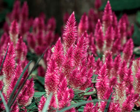 A celosia flowerの写真素材