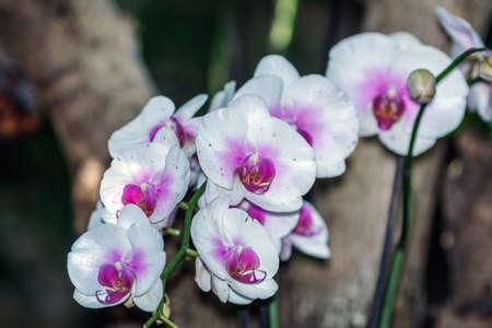 Group of white purple orchid flowersの写真素材