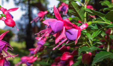 a fuchsia hybridaの写真素材