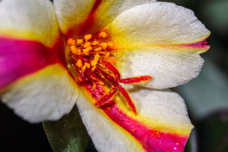 Macro of a Portulaca umbraticolaの写真素材