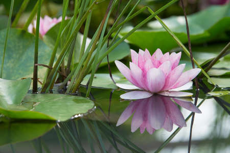 Pink lotus flower waterlily mirrored in the water of a pondの写真素材